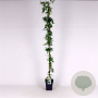 Jasminum officinale 150-175 cm 5,0L