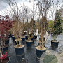 Lagerstroemia 'Natchez' 250-300 cm container meerstammig