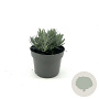 Lavandula int. Phenomenal GM 2,0L