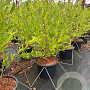 Magnolia stellata 100-125 cm 20L