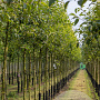 Malus 'Red Sentinel' 14-16 HO draadkluit