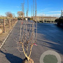 Mespilus germanica 150-175 cm draadkluit meerstammig 80-100 breed