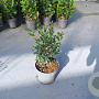 Osmanthus heterophyllus 60-80 cm 10L