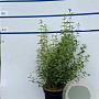 Philadelphus 'Lemoinei' 80-100 cm 7,5L