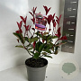 Photinia fraseri 'Camilvy' 20-30 cm 2,0L