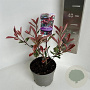 Photinia fraseri Pink Marble 20-30 cm 2,0L