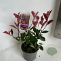 Photinia fraseri 'Red Robin' 30-40 cm P17