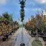 Quercus ilex 8-10 HO container