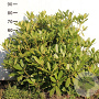Rhododendron 'Catawb. Grandiflorum' 60-80 cm met kluit