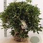 Rhododendron 'Cunningham's White' 80-100 cm met kluit