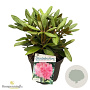 Rhododendron (Y) 'Kalinka' 30 cm 5,0L