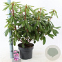 Rhododendron 'Roseum Elegans' 30-40 cm 5,0L