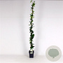 Trachelospermum jasminoides 150-175 cm 5,0L
