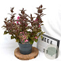Weigela florida 'Victoria' 40-50 cm 3,0L