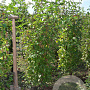 Cornus mas 125-150 cm met kluit