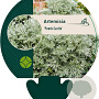 Artemisia 'Powis Castle' GM P9