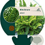 Blechnum spicant GM P9