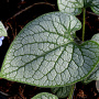 Brunnera macr. 'Jack Frost' GM P9