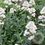 Centranthus ruber 'Albus' GM P9