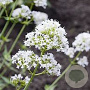 Centranthus ruber 'Albus' GM P9