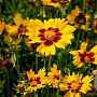 Coreopsis gr. Sunkiss GM P9