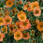 Geum 'Totally Tangerine' GM P9