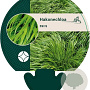 Hakonechloa macra GM P9