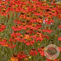 Helenium 'Moerheim Beauty' GM P9