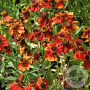 Helenium 'Moerheim Beauty' GM P9