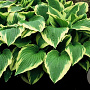 Hosta 'Moerheim' GM P9