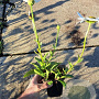 Leucanthemum (S) 'Becky' GM P9