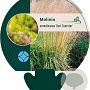 Molinia arund. 'Karl Foerster' GM P9