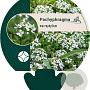 Pachyphragma macrophyllum GM P9