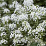 Pachyphragma macrophyllum GM P9