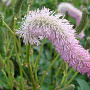 Sanguisorba h. 'Pink Brushes' GM P9