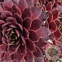 Sempervivum 'Granat' GM P9