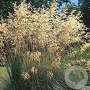 Stipa gigantea GM P9