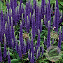Veronica 'Sunny Border Blue' GM P9