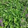 Salvia vert. 'Purple Rain' GM P9