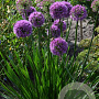 Allium 'Millenium' GM P9