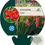 Crocosmia 'Lucifer' GM P9