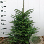 Abies koreana 60-80 cm met kluit