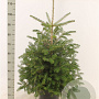 Abies koreana 80-100 cm met kluit