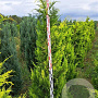 Chamaecyparis l. 'Ivonne' 180-200 cm met kluit extra