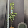 Ginkgo biloba 100-125 cm 5,0L
