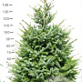 Picea omorika 150-175 cm met kluit extra
