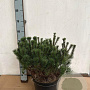 Pinus mugo pumilio 40-50 cm 10L