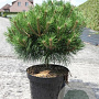 Pinus nigra 'Pierrick Bregeon' 40-50 cm 10L