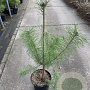 Pinus sylvestris 60-80 cm 5,0L