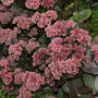 Sedum 'Karfunkelstein' GM P9